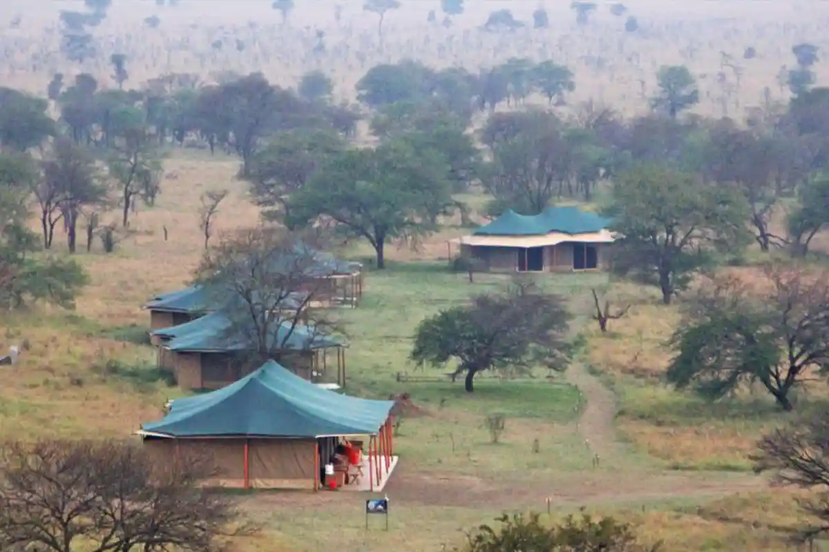 Robins Serengeti