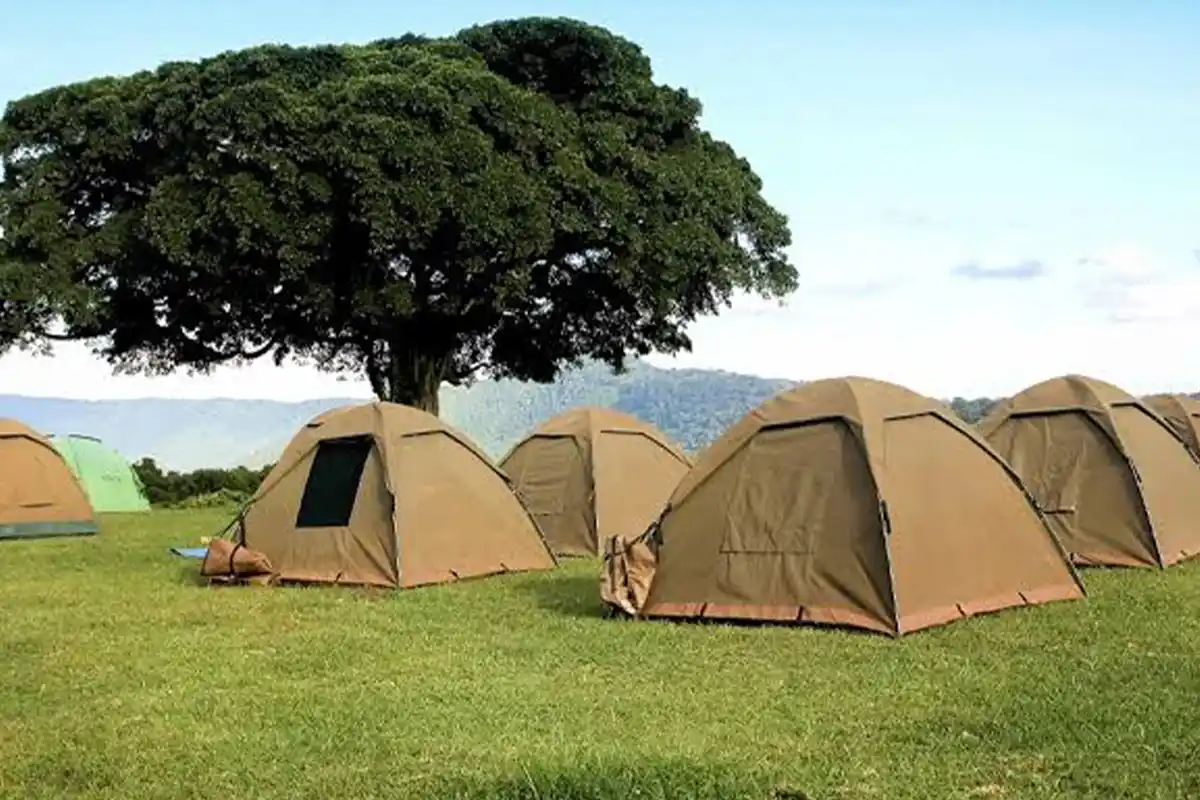 Simba Camp Rongai Route Kilimanjaro