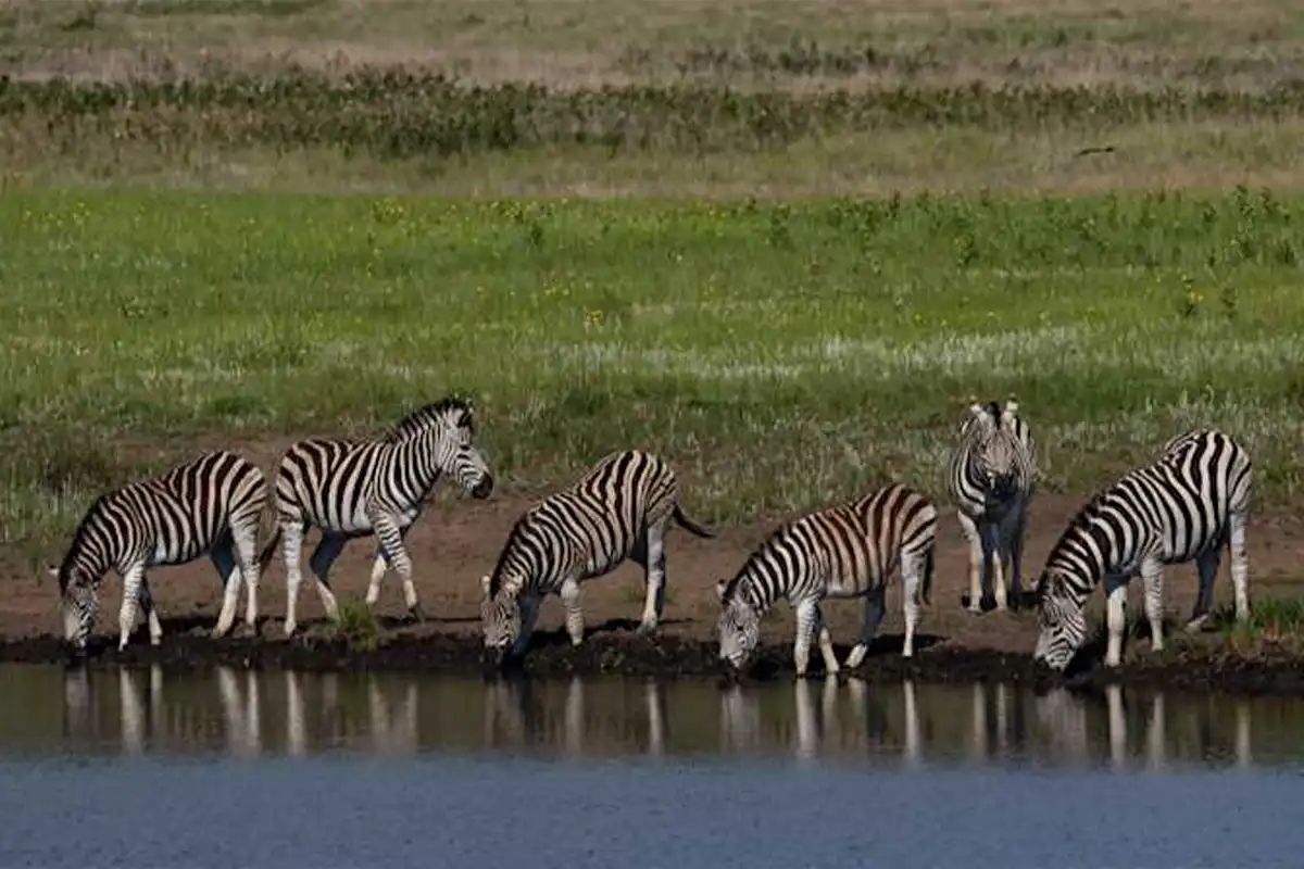 Family Safari from Arusha Hero