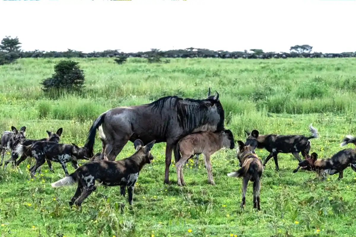 Ndutu Migration Safari Hero