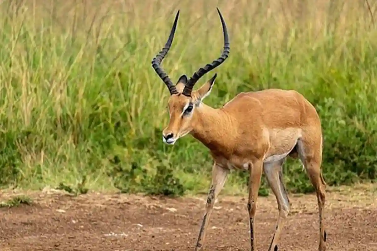 4 Day Affordable Budget Private Safari