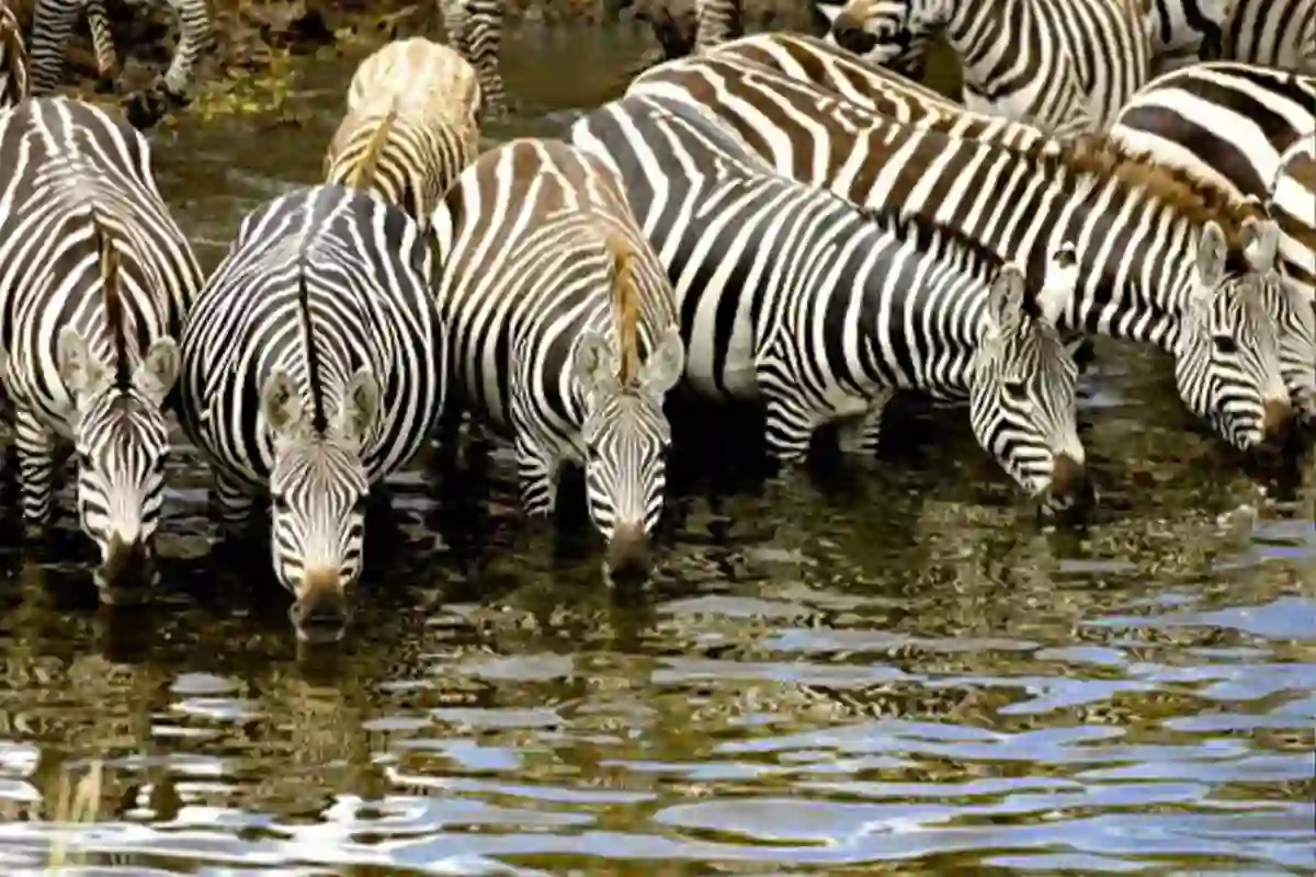 4 Days Budget Wildlife Adventure Safari