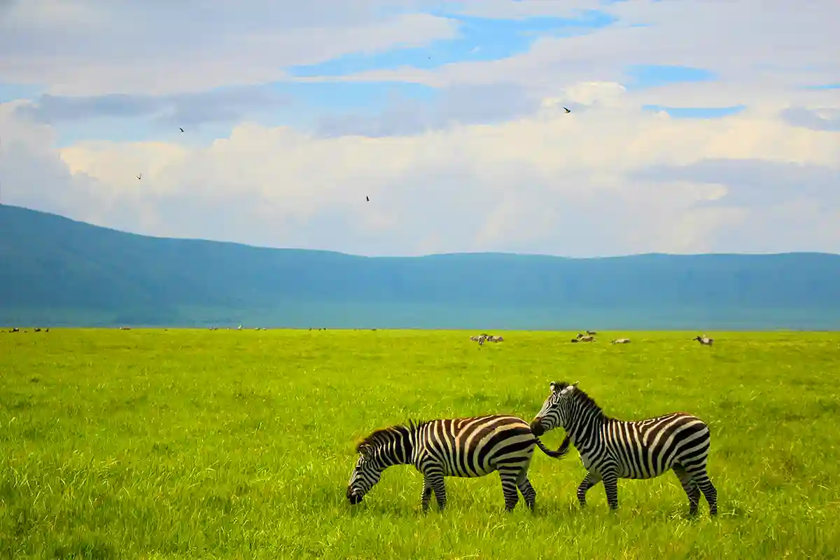 4 Days Gran Melia Arusha Serengeti Ngorongoro Crater