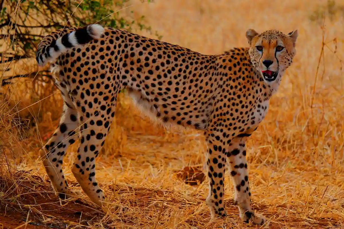 4 Days Luxury Safari from Moshi