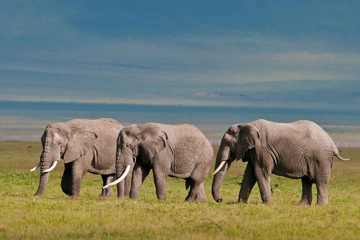 Luxury Safari Tarangire Hero