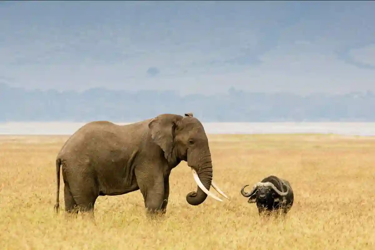 4 Day Mid-Range Tarangire & Serengeti Safari