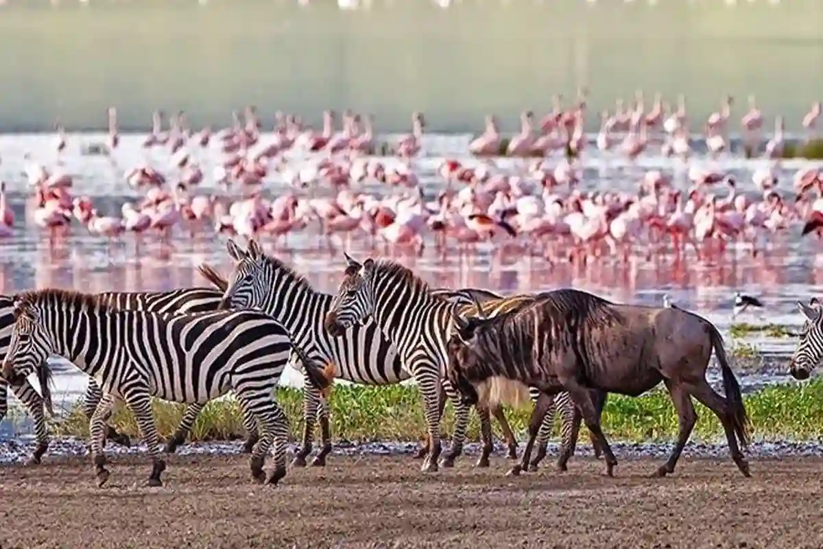 4 Day Mid-Range Tarangire Serengeti