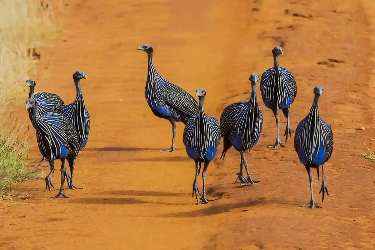 4 Day Tarangire Ngorongoro Mid-Range
