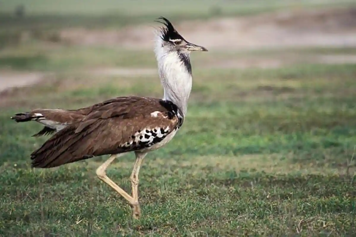 4 Day Tarangire Ngorongoro Mid-Range