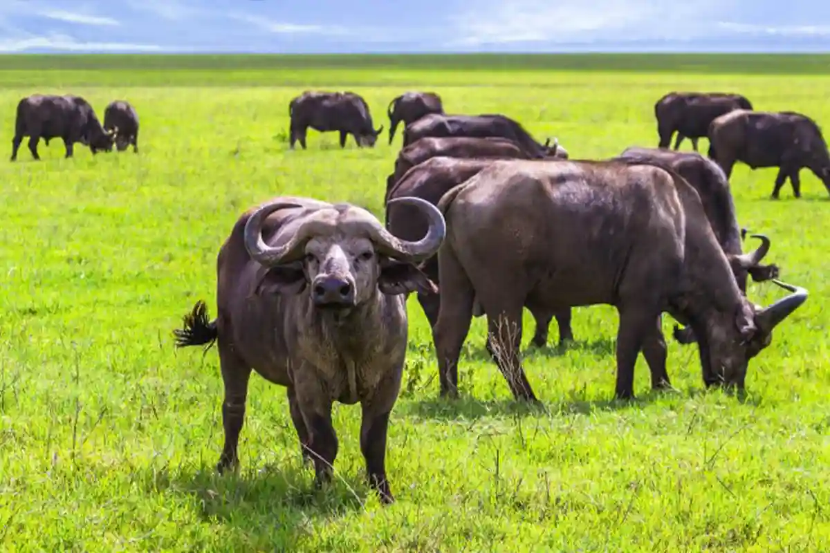 4 Days Budget Northern Circuit Safari