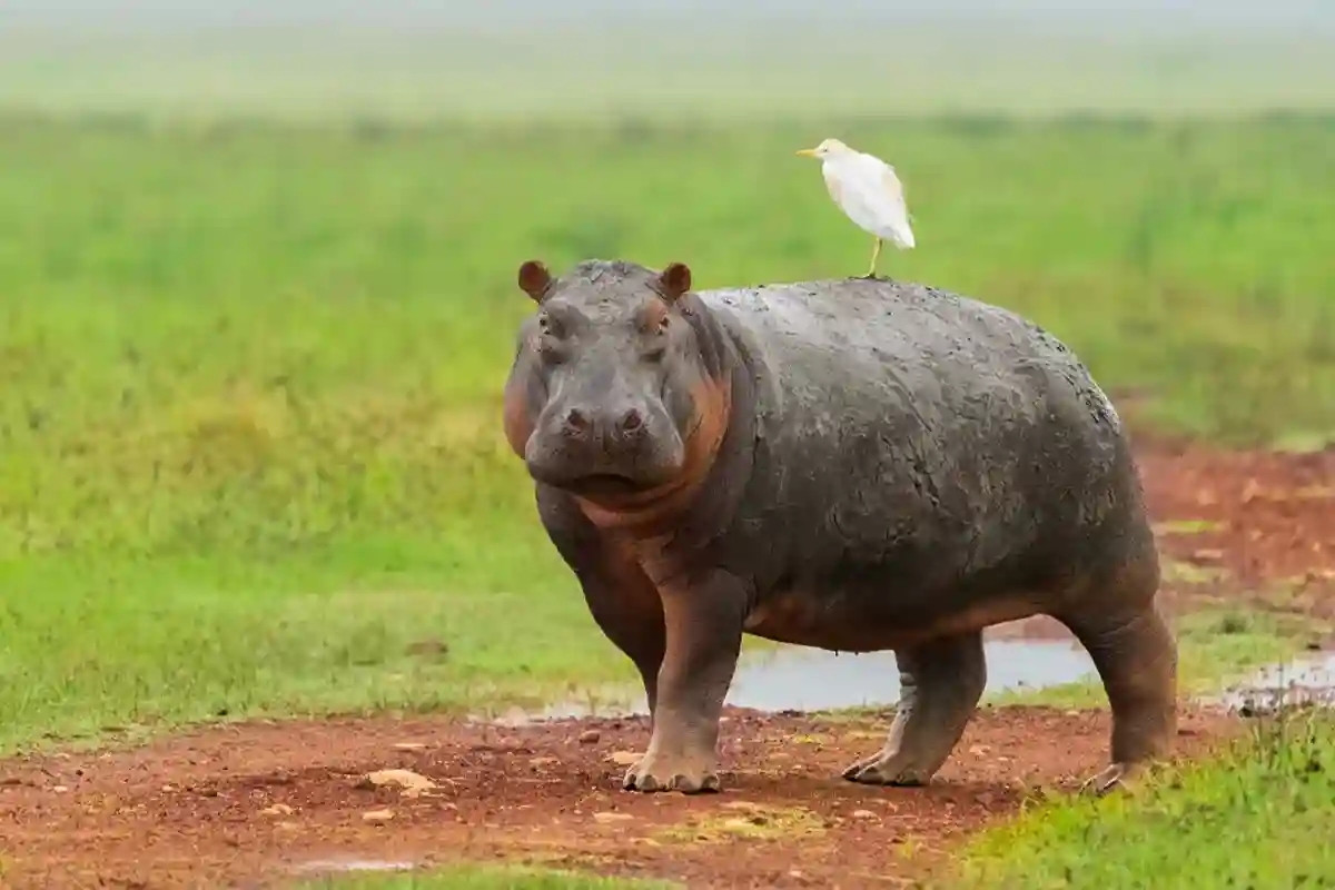Budget Safari for Solo Travelers