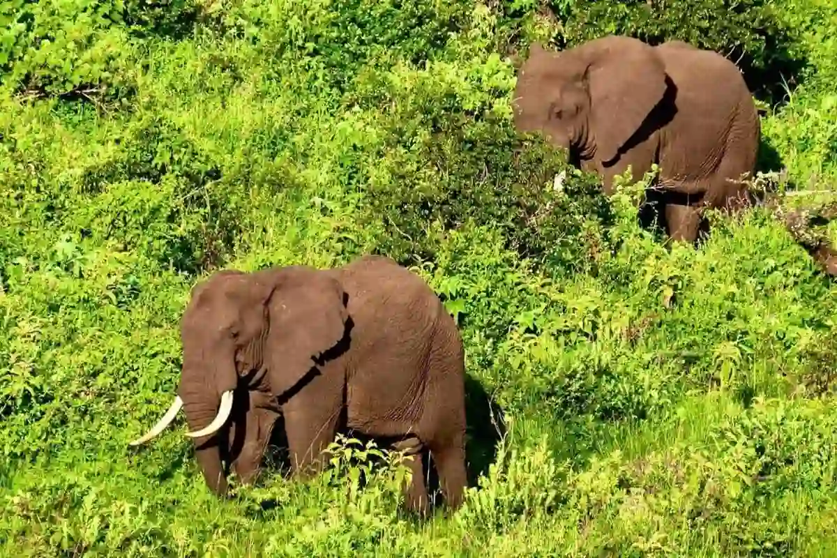 4 Days Budget Tarangire, Manyara & Ngorongoro Crater Safari