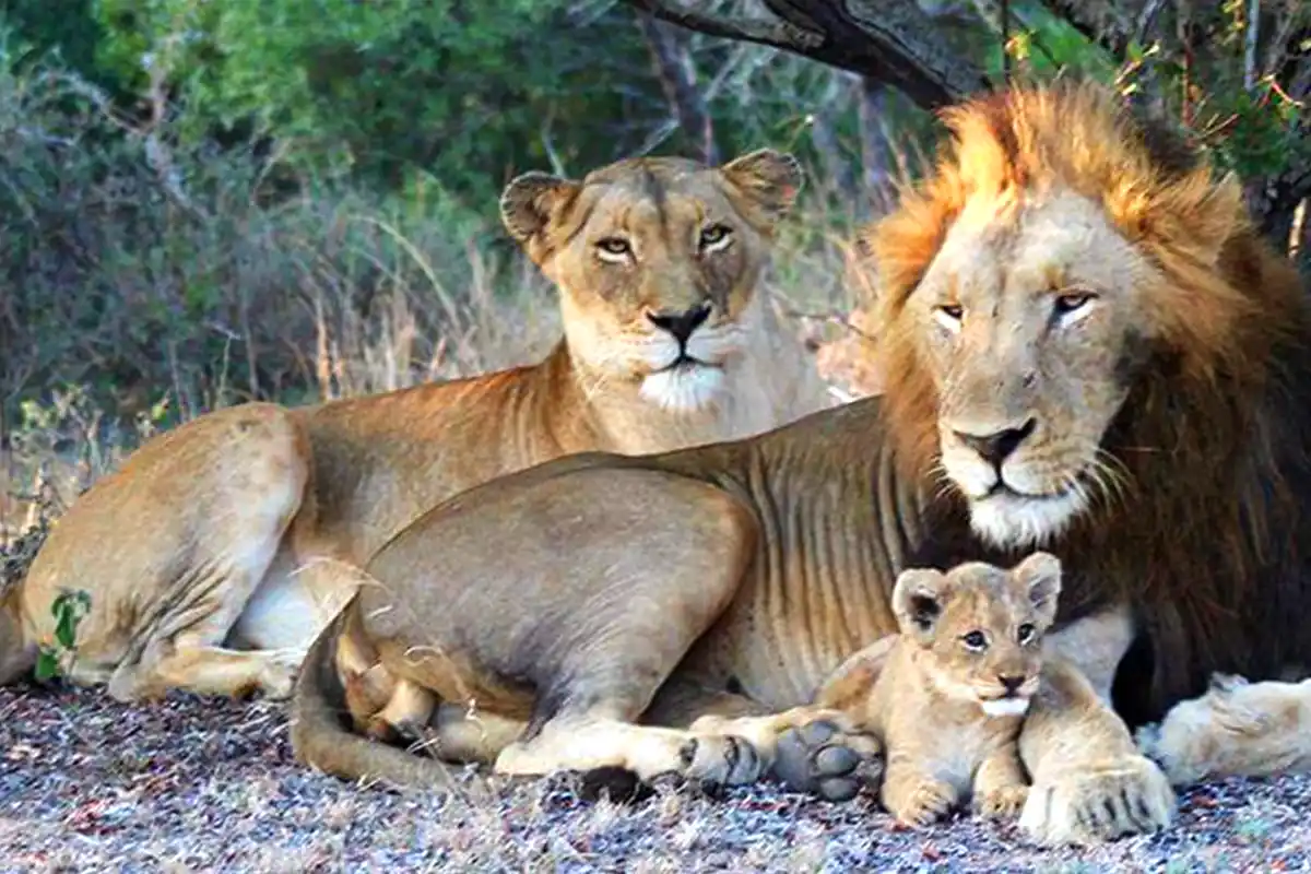 4 Days Family Safari Start Arusha