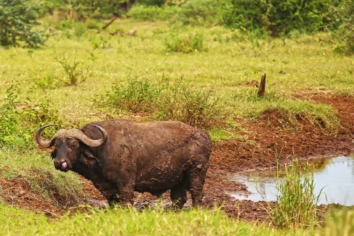 4 Days Luxury Honeymoon Safari from Moshi