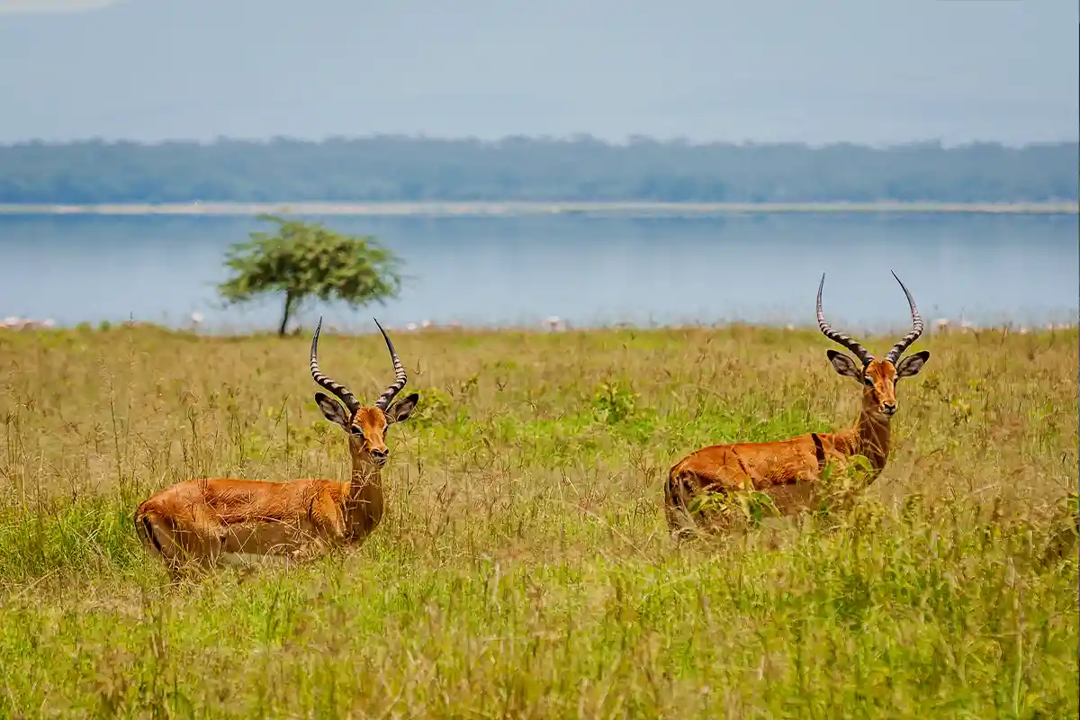 4 Days Luxury Safari from Moshi