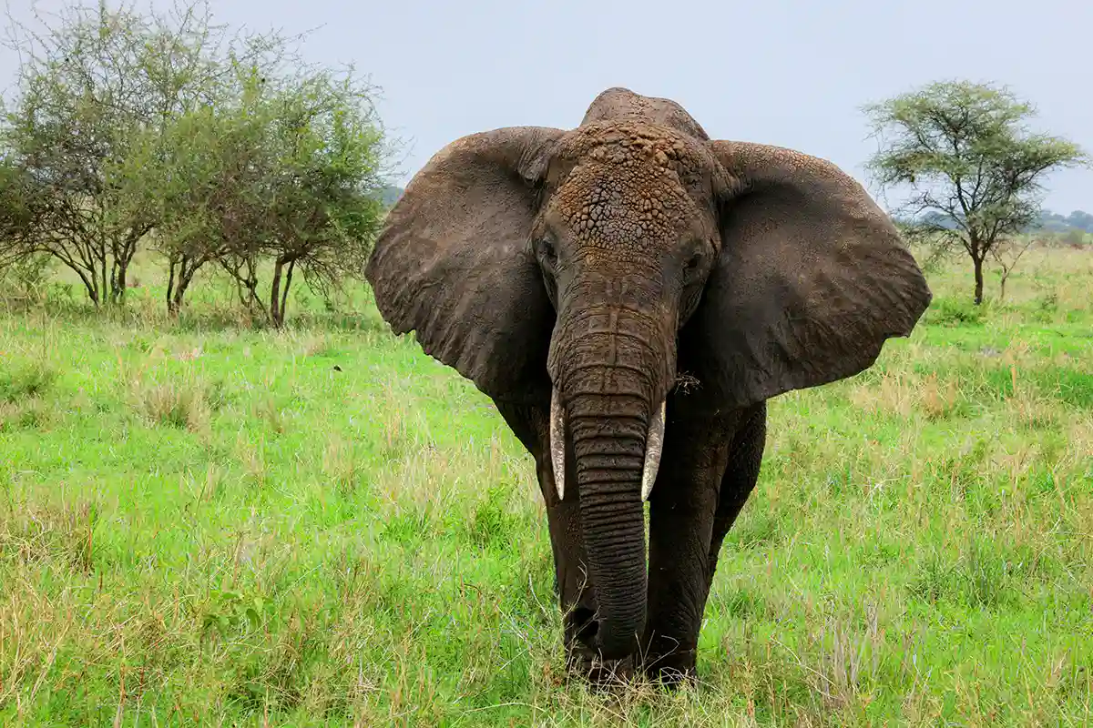 4 Days Luxury Safari Tarangire