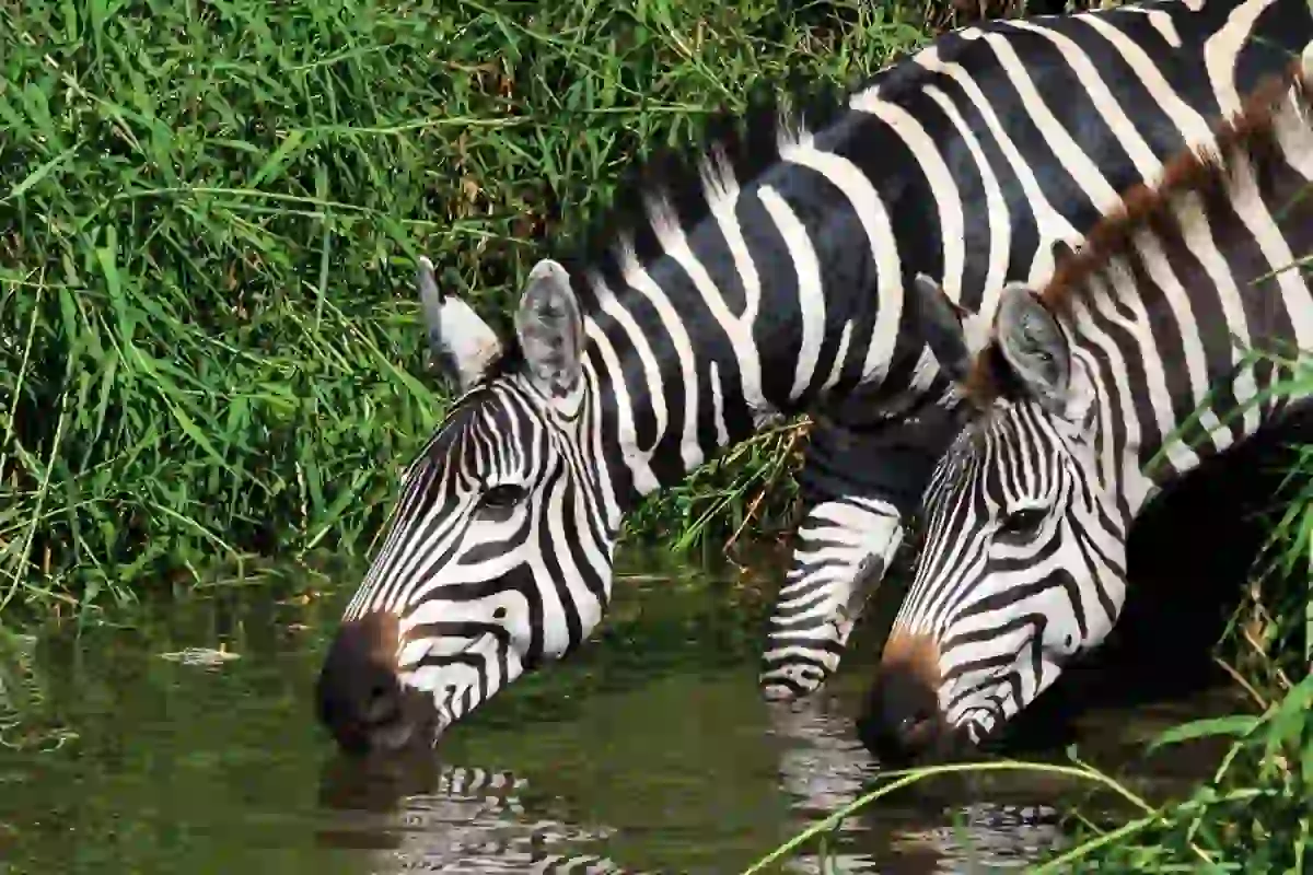 4 Days Mid-Range Serengeti Safari