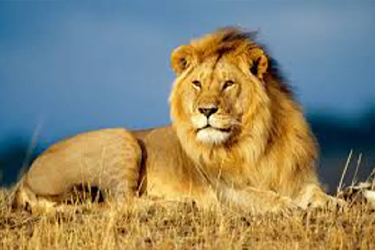 4 Days Mid-Range Serengeti Safari
