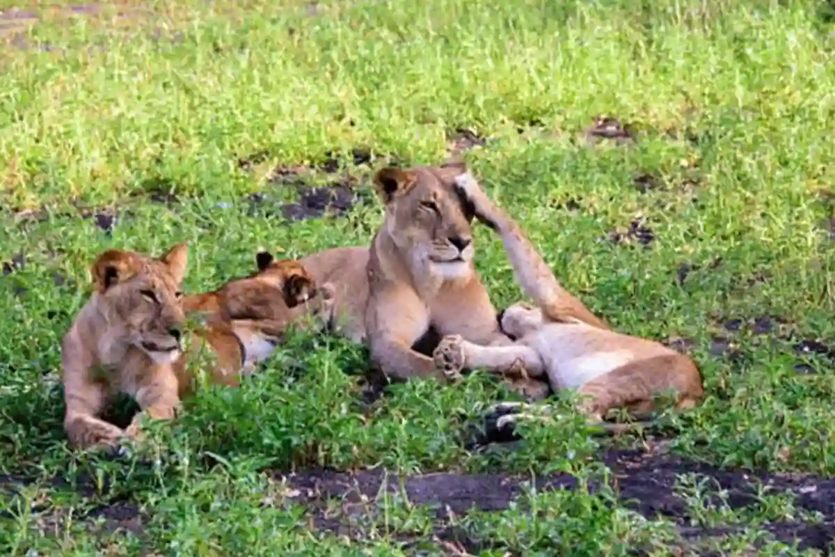 4 Days Mid-Range Tarangire & Manyara Safari