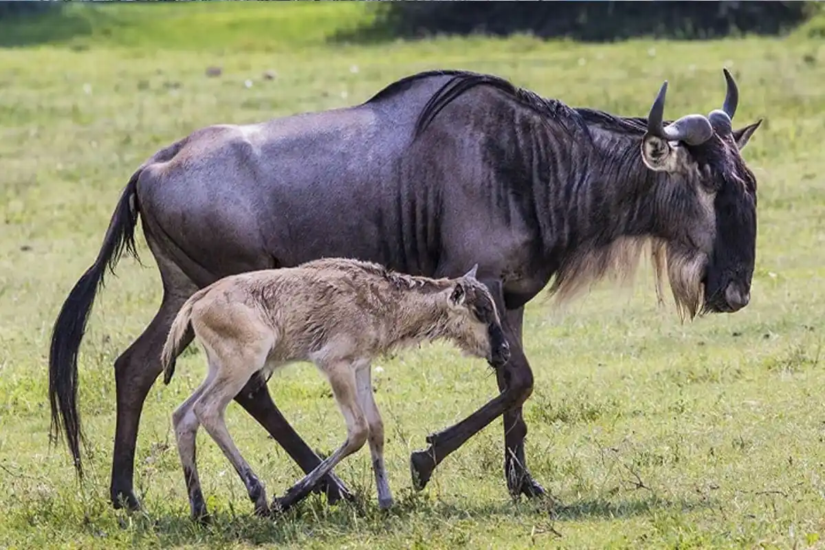4 Days Ndutu Migration Safari for Family