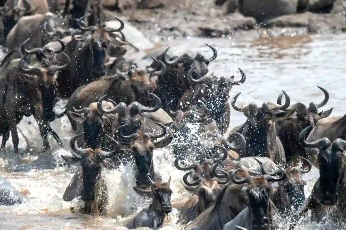 4 Days Serengeti Great Migration Safari
