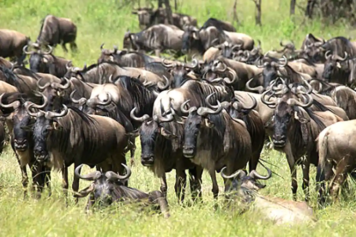 4 Days Serengeti Great Migration Safari