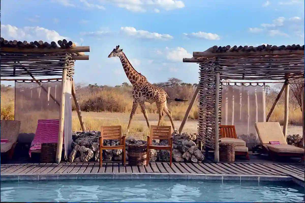4 Days Best Luxury Lodge Safari