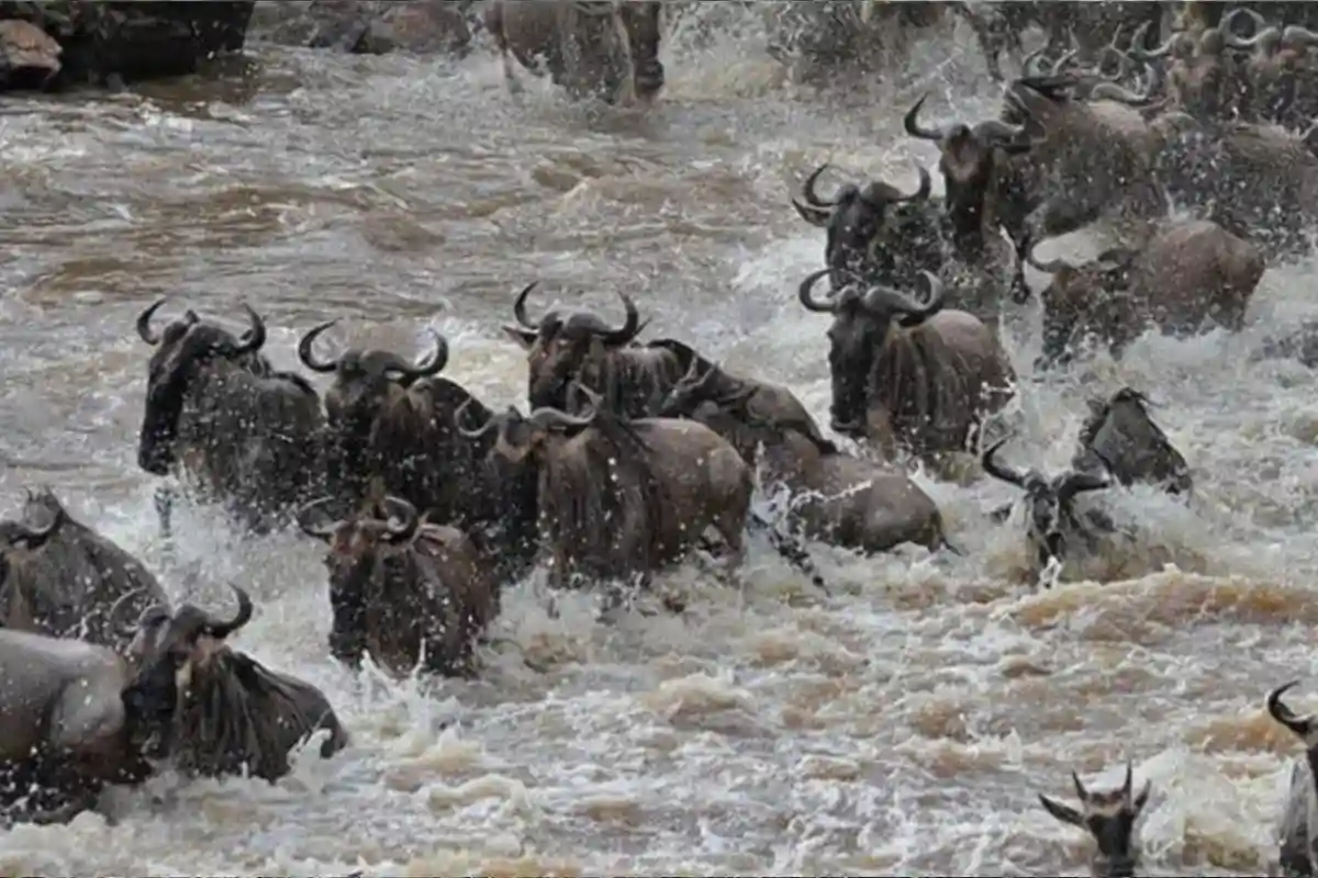 Great Migration Safari for 4 Days (Special for Honeymooners)